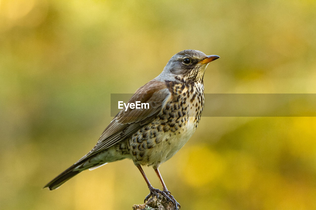 close-up of bird perching on tree