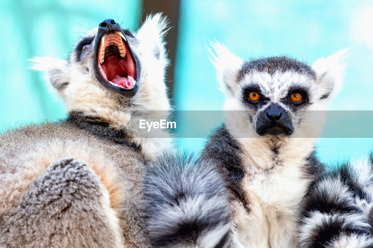 Low angle view of lemurs