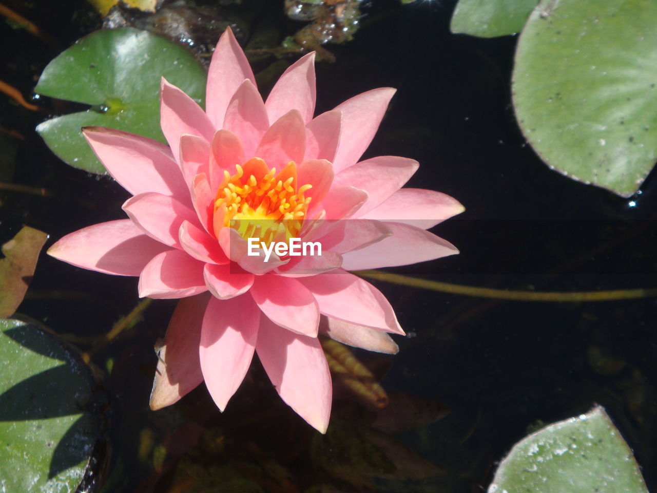 CLOSE-UP OF PINK LOTUS WATER LILY BLOOMING IN POND