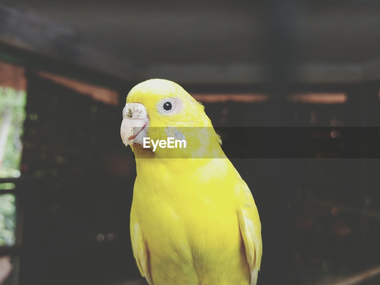 Close-up of parrot perching on yellow leaf