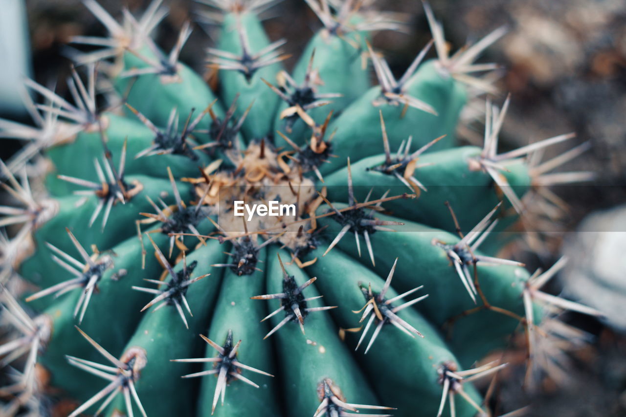 Close-up of succulent plant