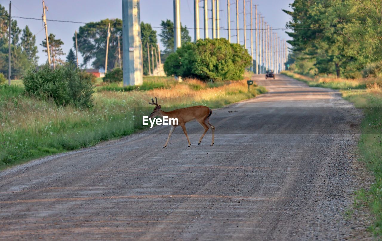 Side view of a deer on road