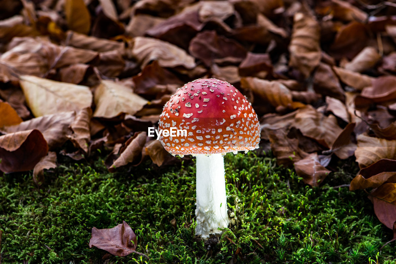 CLOSE-UP OF MUSHROOM ON FIELD