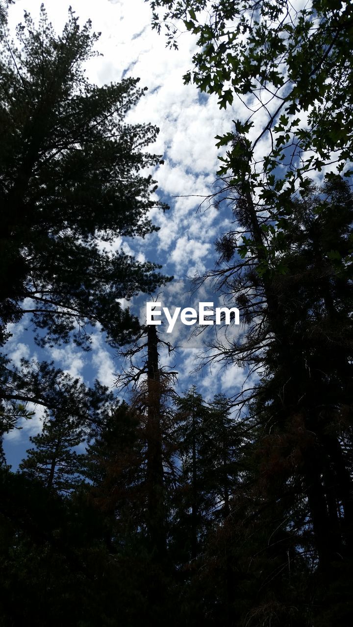 LOW ANGLE VIEW OF TREES IN FOREST