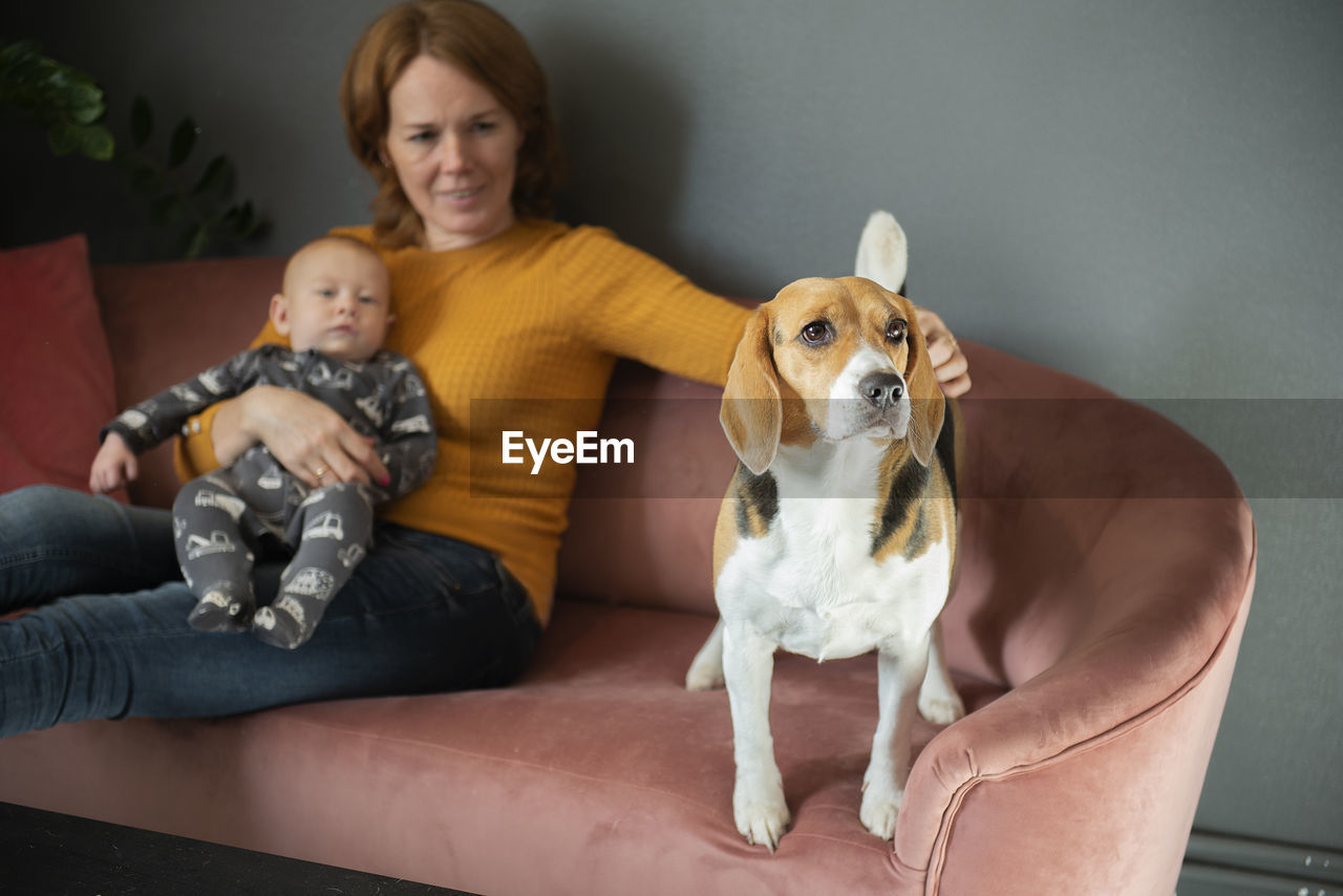 Happy grandmother,baby grandson and cute beagle dog on sofa at home