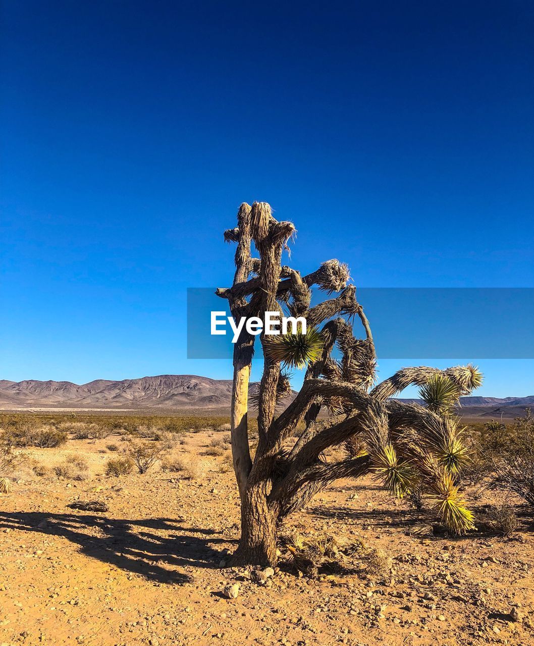 Tree in desert against clear blue sky