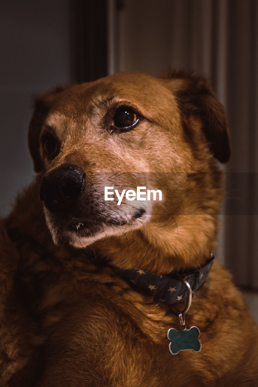 CLOSE-UP OF DOG AT HOME