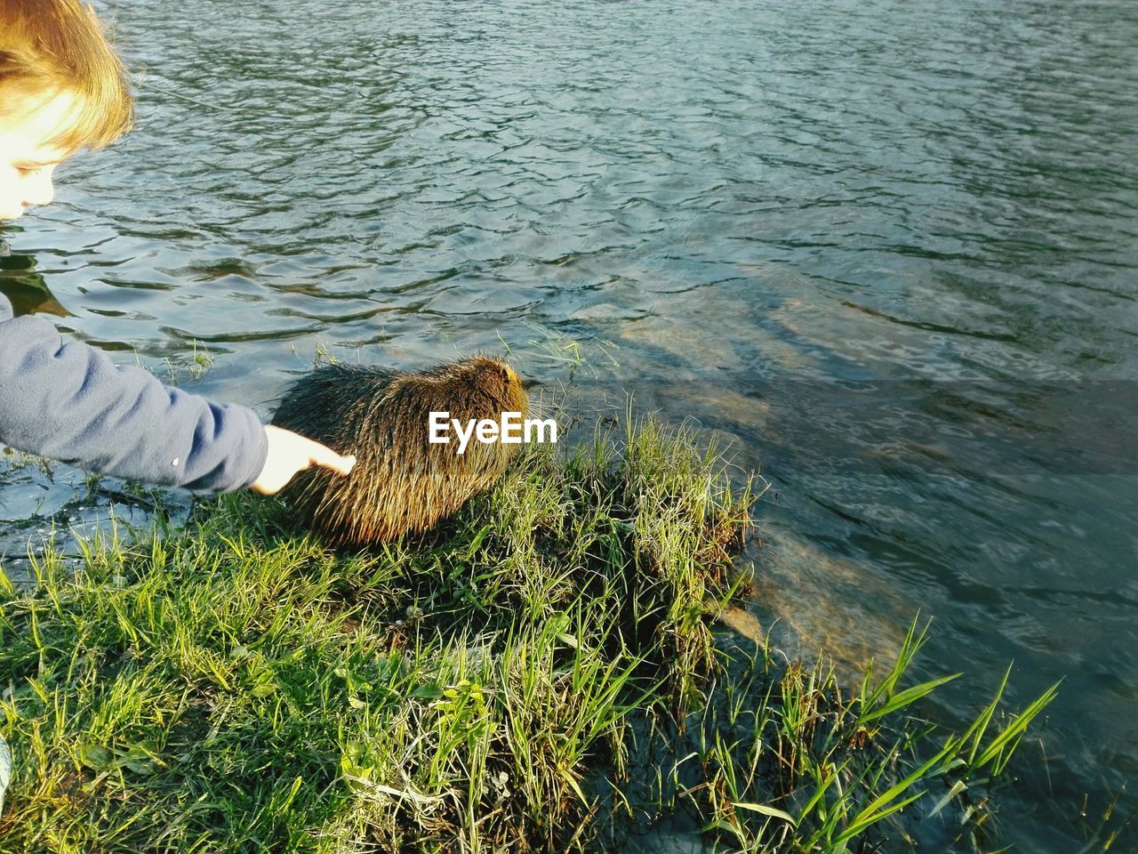 Boy reaching for nutria near riverbank