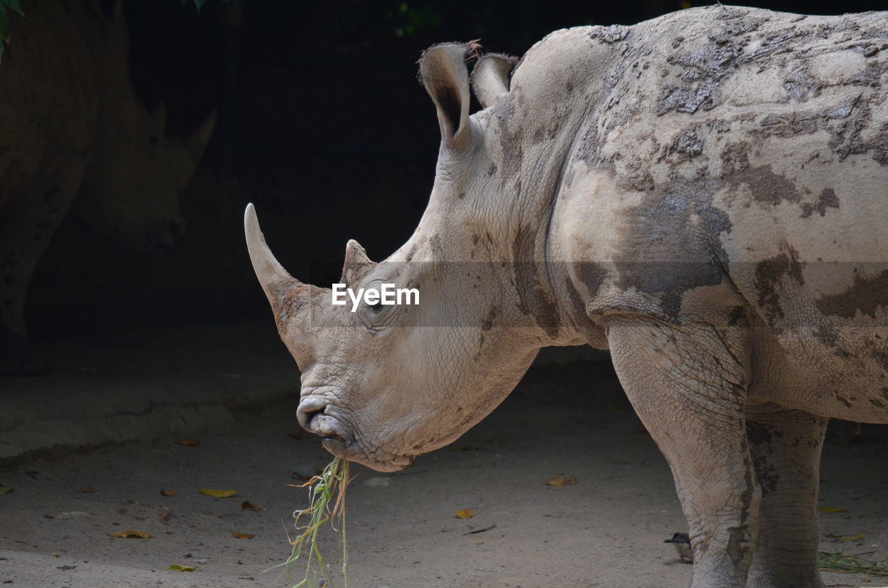 Close-up of rhino