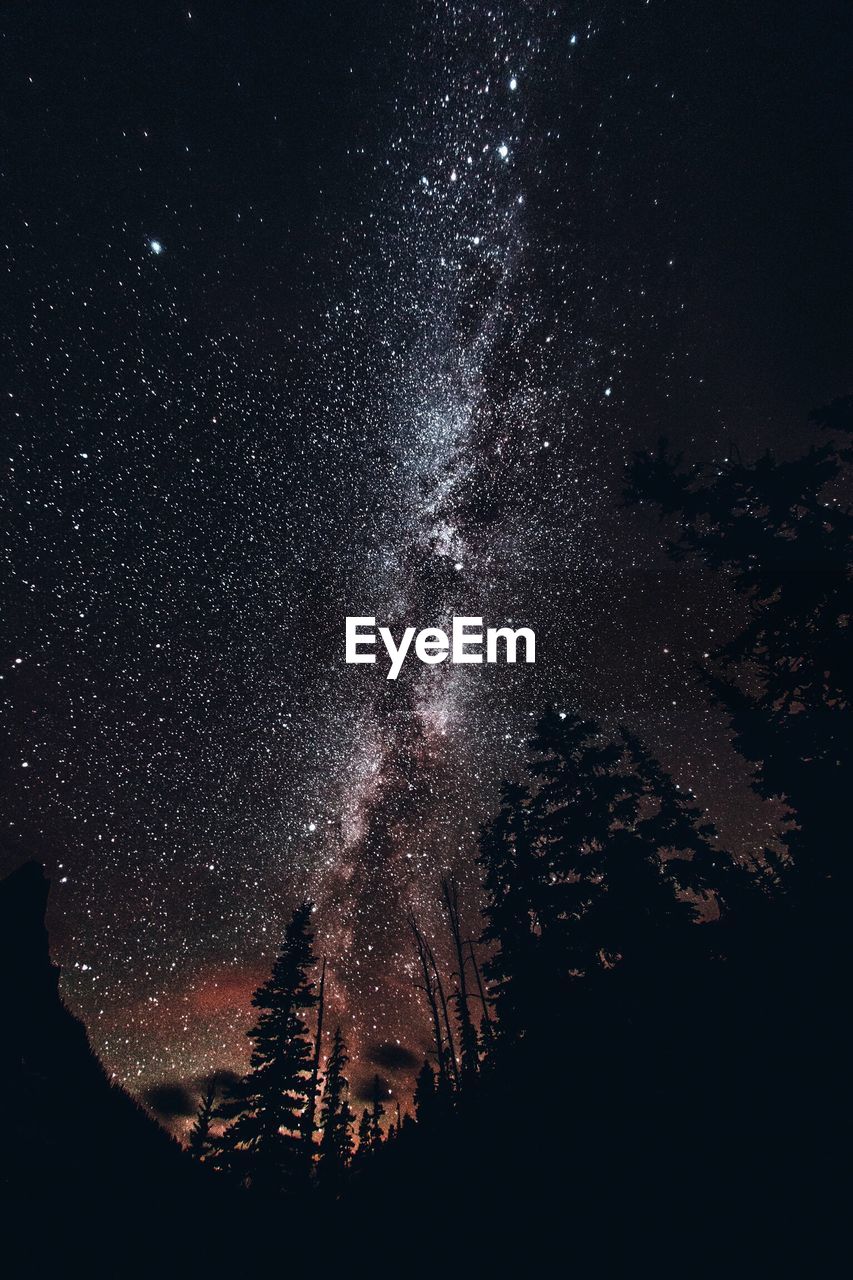 LOW ANGLE VIEW OF TREES AGAINST STAR FIELD AT NIGHT