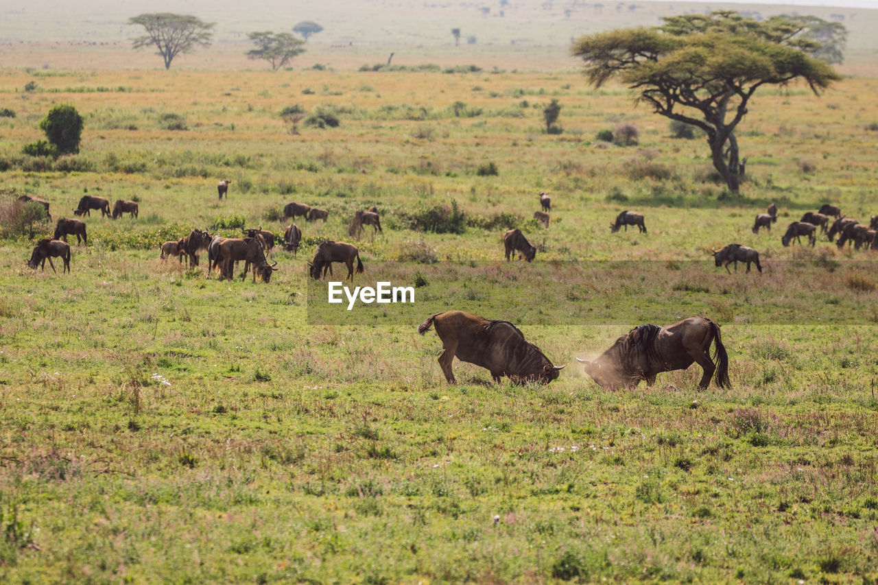 Wildebeest on field