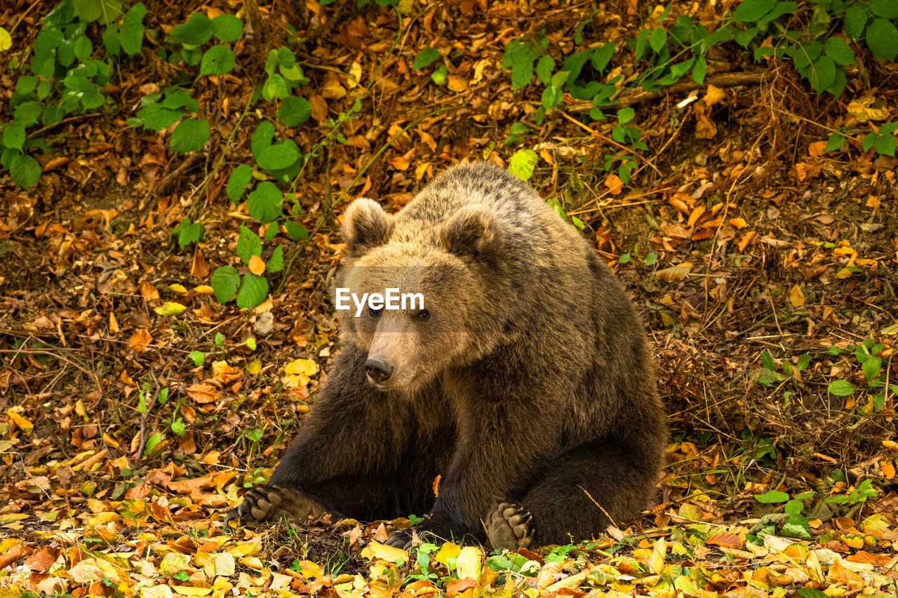 Close-up of a wild bear in the forest