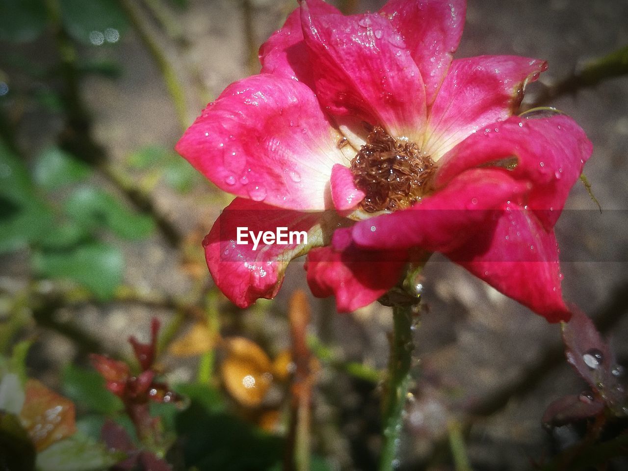 CLOSE-UP OF WET PINK ROSES BLOOMING OUTDOORS