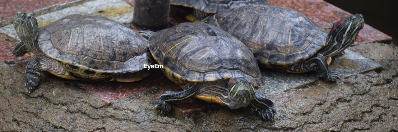 HIGH ANGLE VIEW OF TURTLE IN CONTAINER