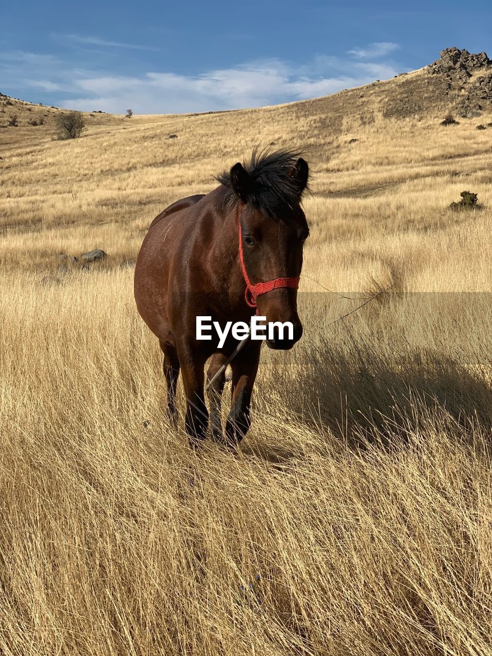 HORSE IN THE FIELD
