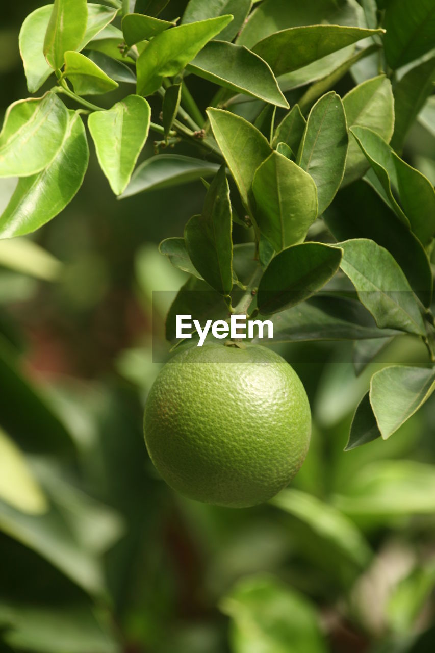 Close-up of fruits growing on tree