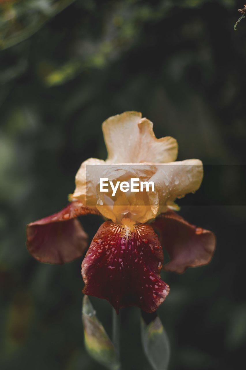 Close-up of wilted flower