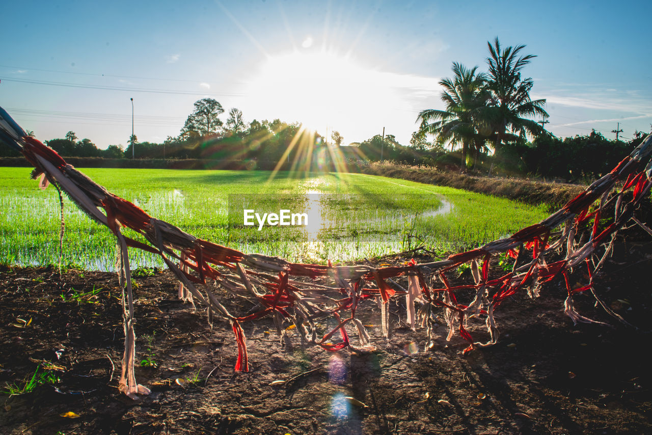 sky, plant, nature, sunlight, grass, agriculture, land, no people, environment, field, tree, sports, landscape, day, outdoors, sun, lens flare, beauty in nature, soil, green, tranquility