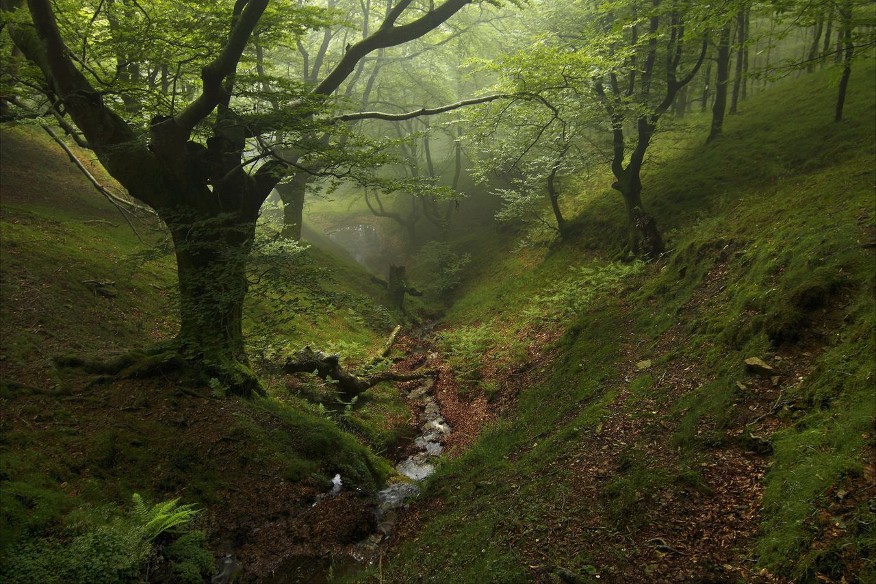 TREES AND PLANTS IN FOREST