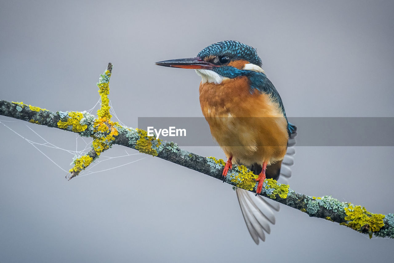 Kingfisher perched on a gray foggy branch background