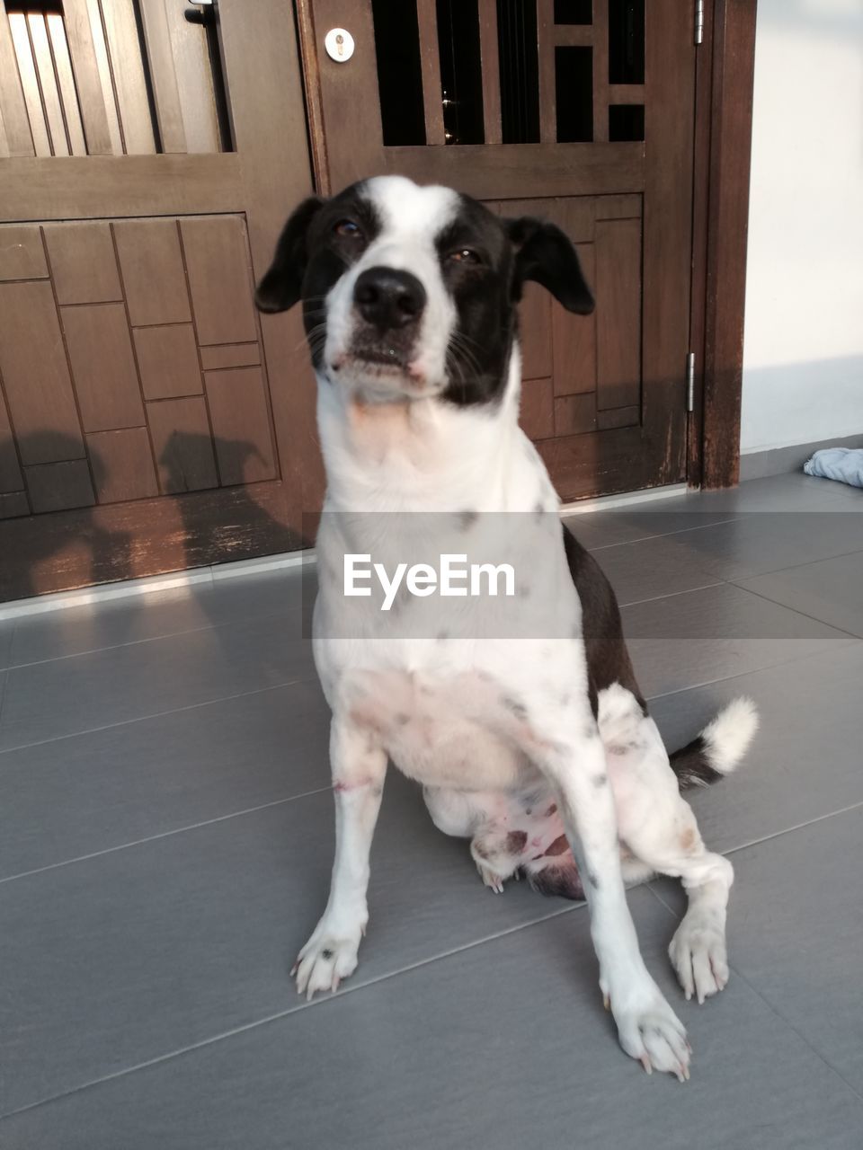 PORTRAIT OF DOG LOOKING AWAY WHILE SITTING ON TILED FLOOR AT HOME