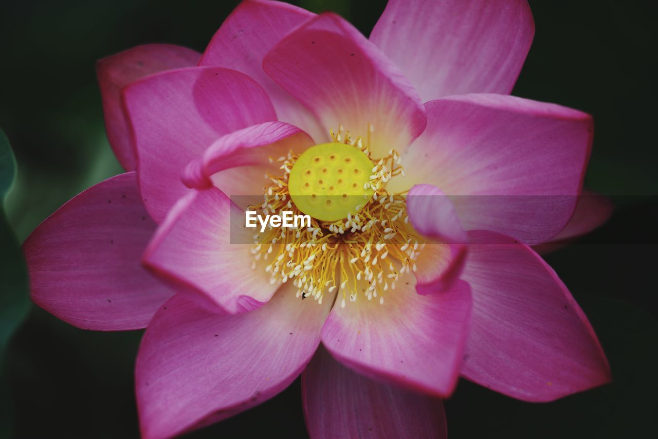 CLOSE-UP OF PINK AND PURPLE FLOWER