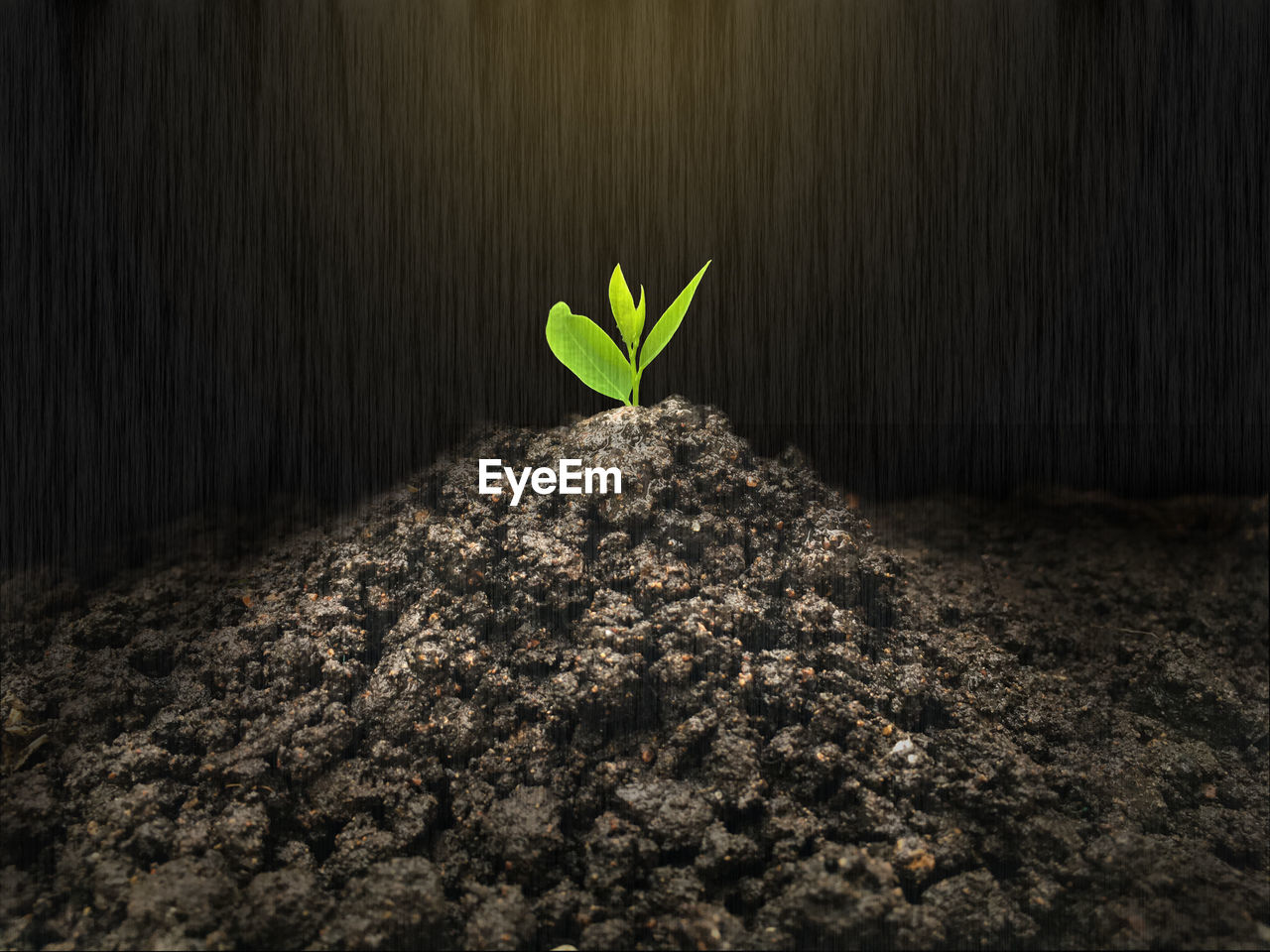 CLOSE-UP OF YOUNG PLANT GROWING BY TREE