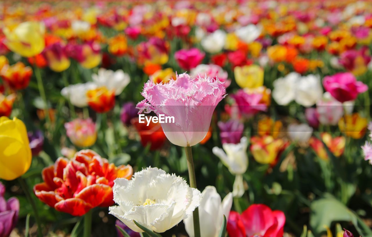 Close-up of tulips in park