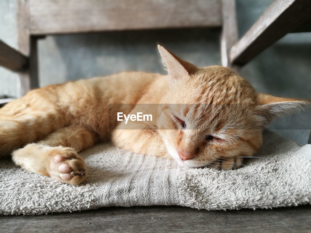 CLOSE-UP OF CAT SLEEPING IN A BLANKET