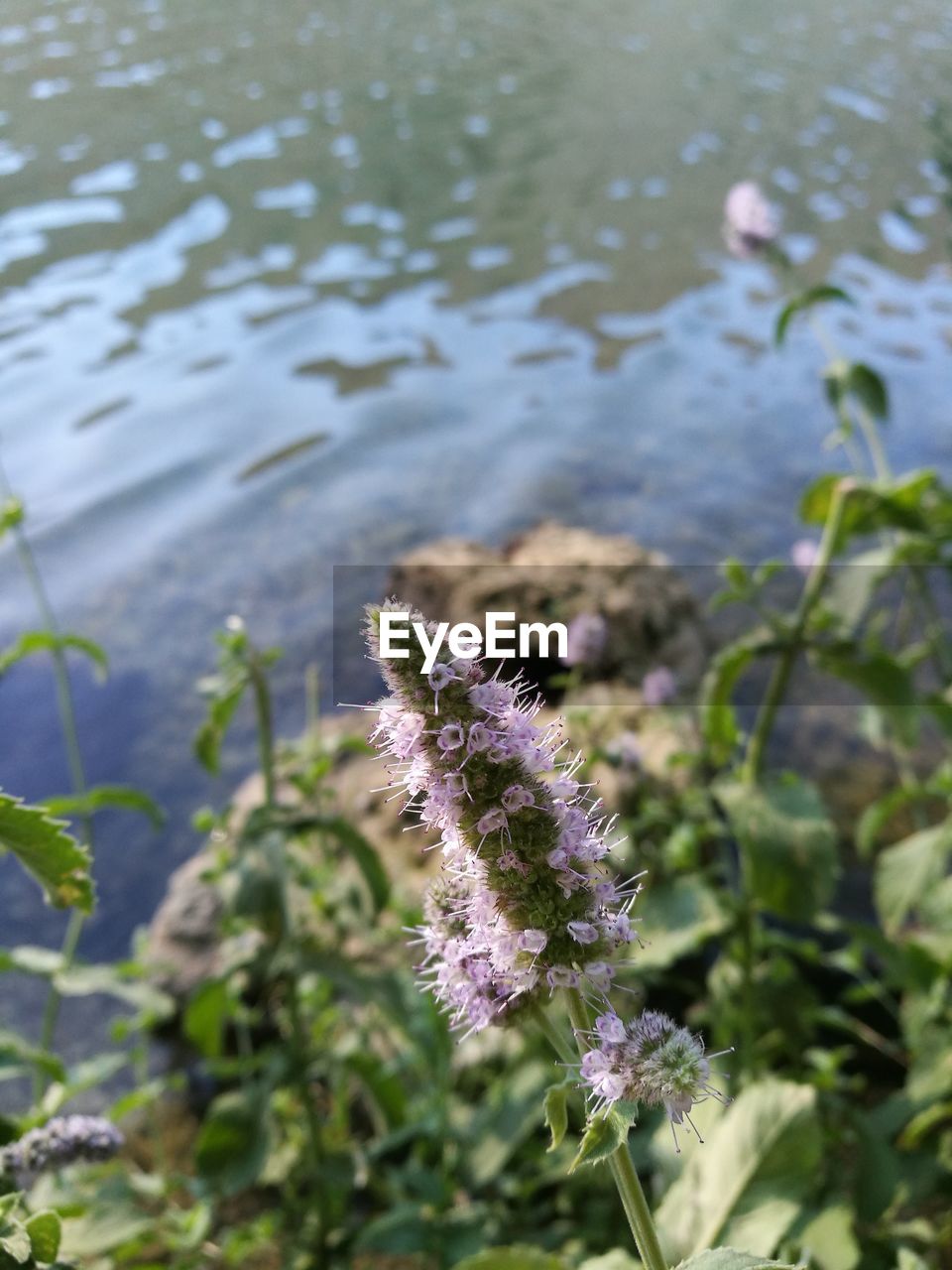 CLOSE-UP OF PURPLE FLOWER ON PLANT