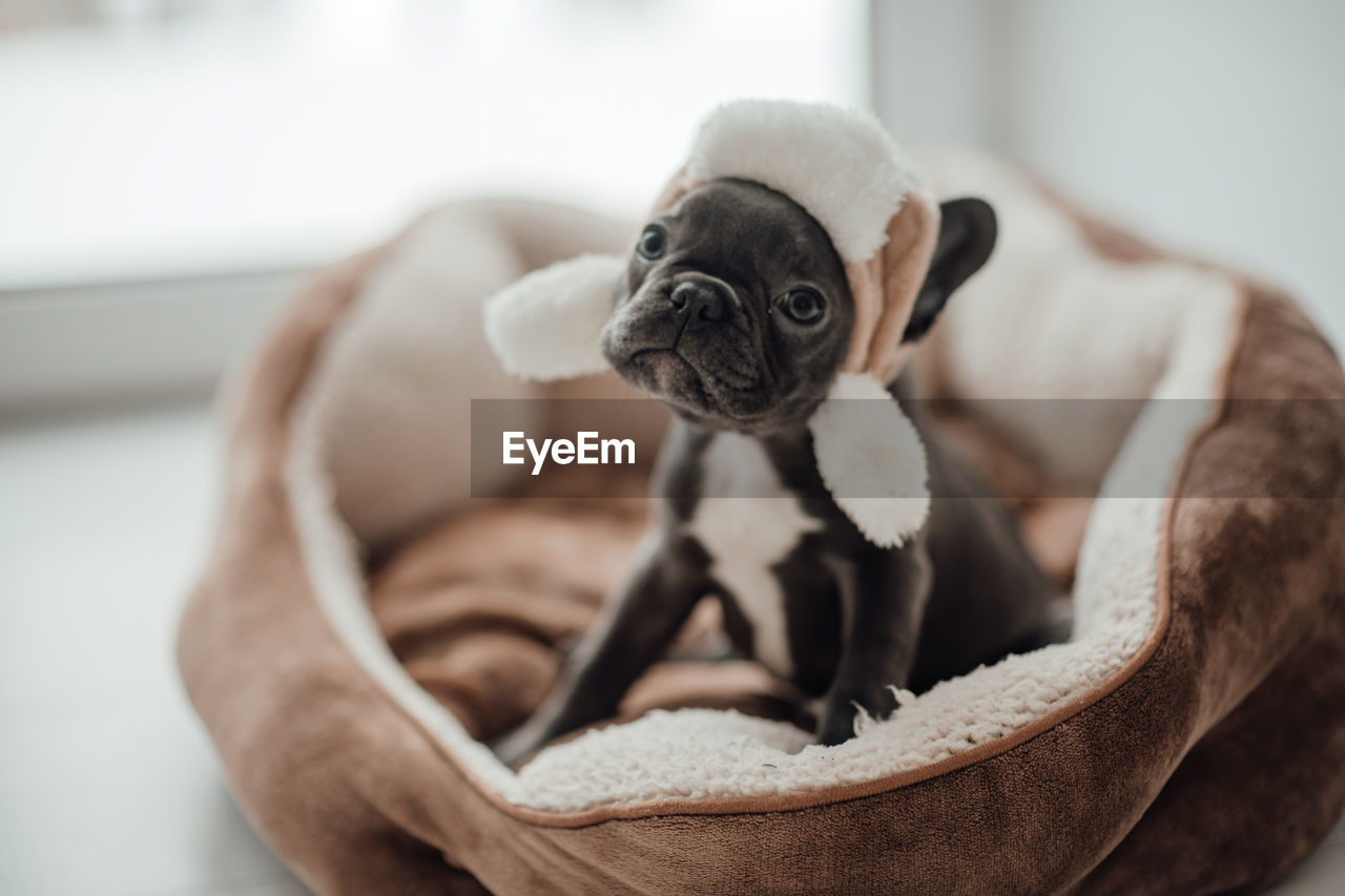 close-up of dog sitting on sofa at home