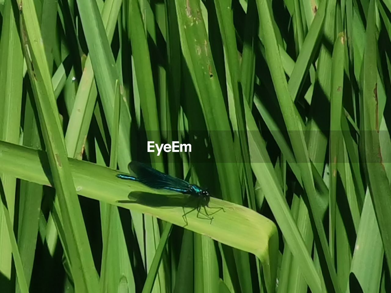CLOSE-UP OF GREEN INSECT ON GRASS