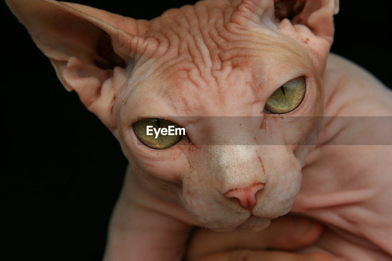 Close-up portrait of a cat