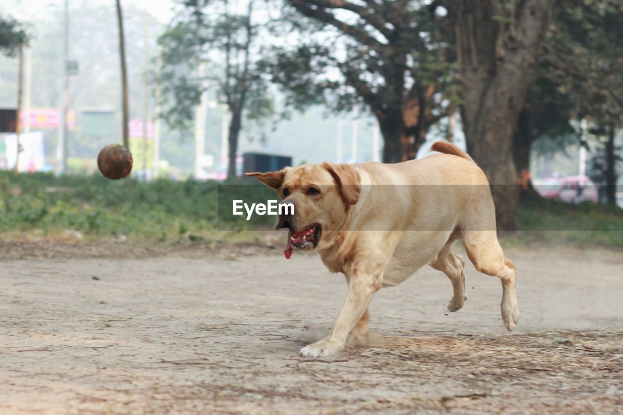 Dog running at playground