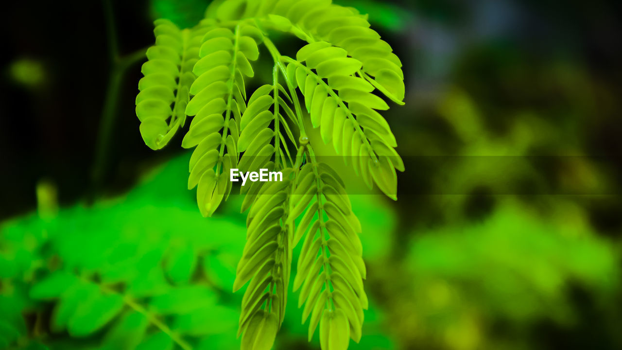 green, plant, ferns and horsetails, leaf, fern, plant part, nature, growth, tree, close-up, focus on foreground, beauty in nature, plant stem, no people, flower, macro photography, branch, outdoors, forest, day, freshness, sunlight