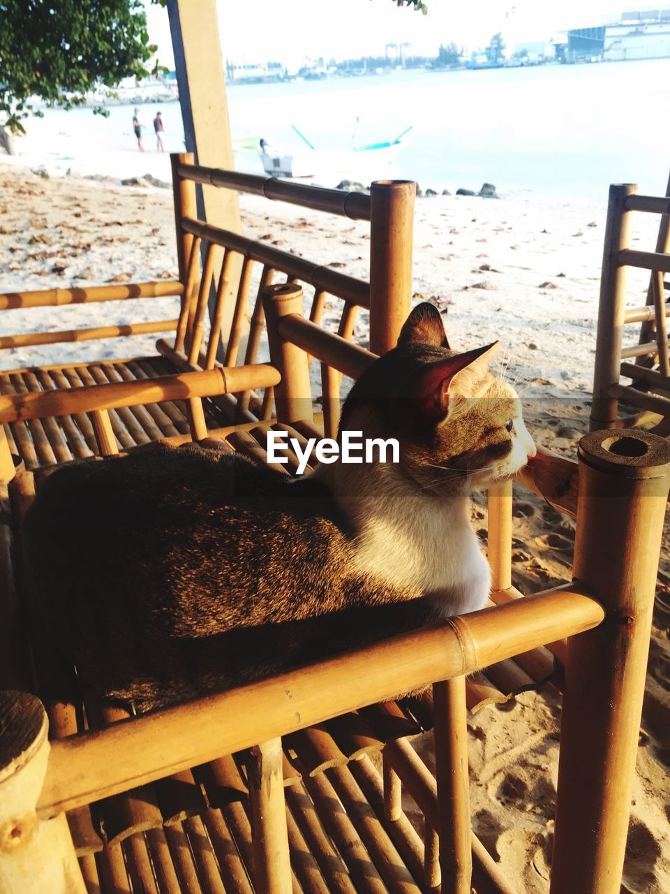 Cat relaxing on chair at beach against sky