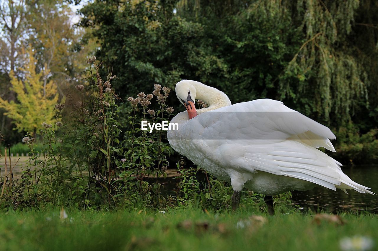 CLOSE-UP OF SWAN ON WATER