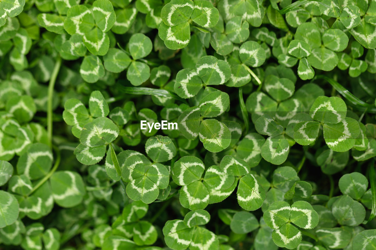 full frame shot of fresh green leaves