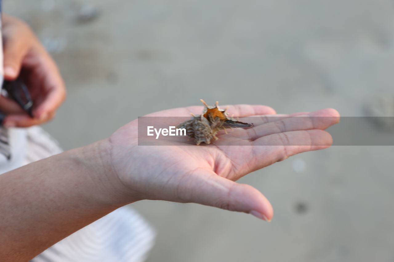 hand, animal themes, animal, animal wildlife, one animal, wildlife, holding, one person, close-up, insect, nature, focus on foreground, day, macro photography, sea, crab, outdoors, crustacean, beauty in nature, finger, beach, water, land