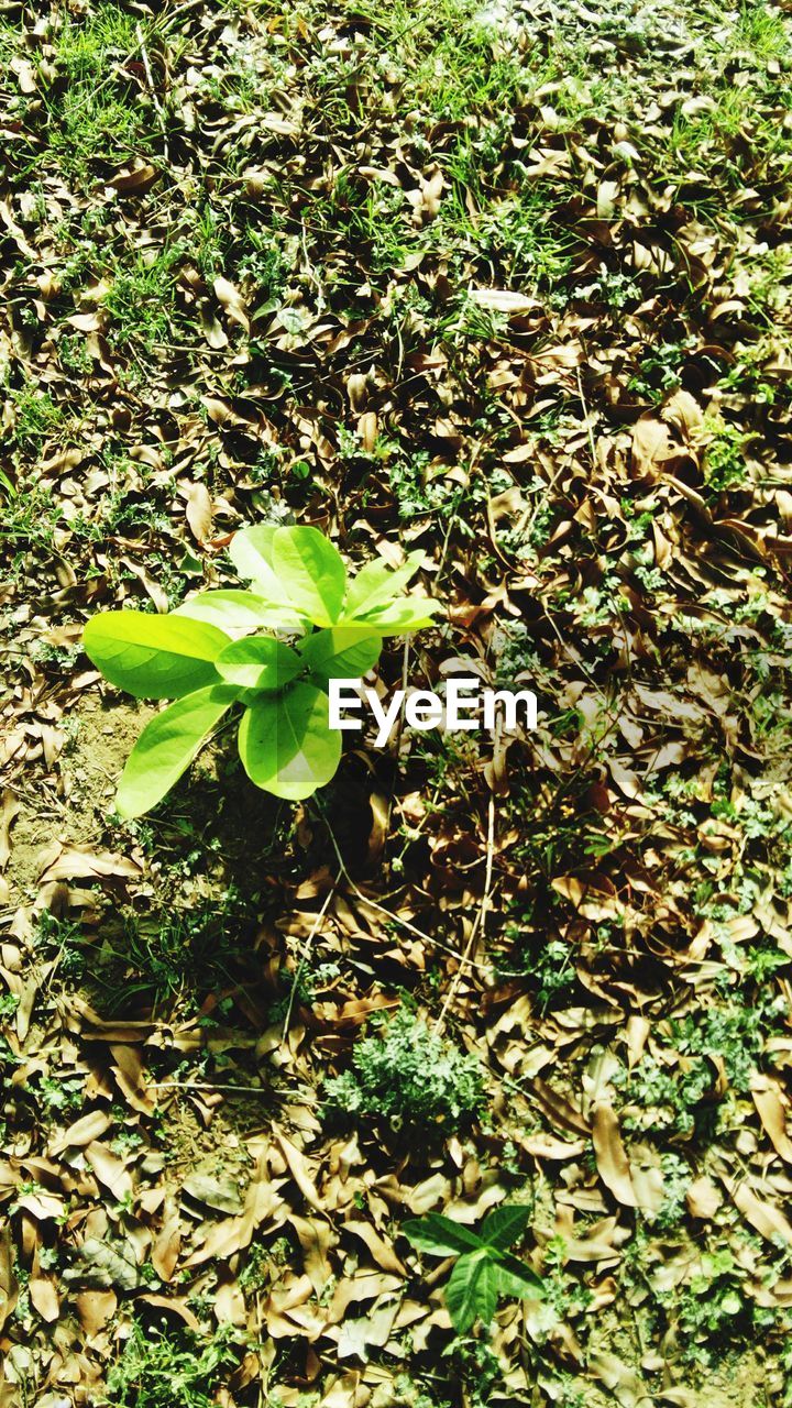 plant, growth, leaf, plant part, green, nature, beauty in nature, day, no people, high angle view, flower, field, sunlight, outdoors, tree, land, freshness, forest, grass, woodland, garden, fragility, soil, close-up, tranquility, shrub, wildflower, flowering plant, vegetation, jungle