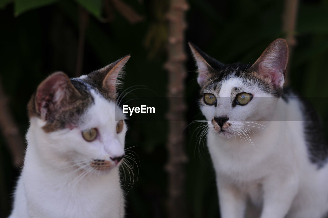 CLOSE-UP PORTRAIT OF CAT