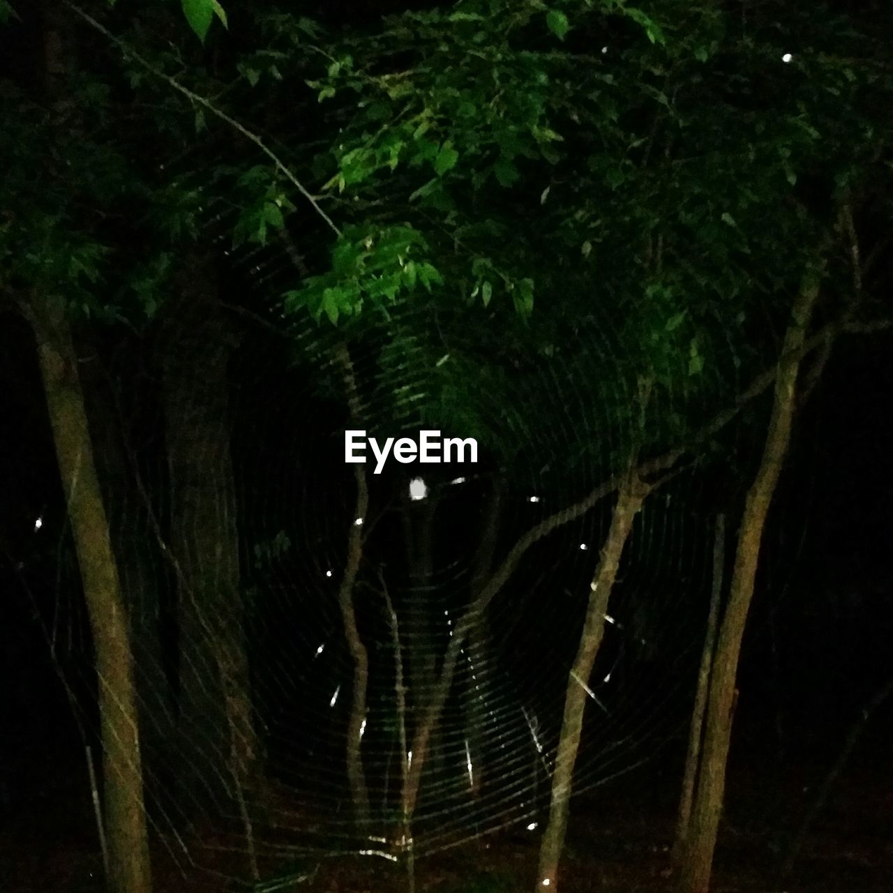 CLOSE-UP OF SPIDER WEB ON TREE