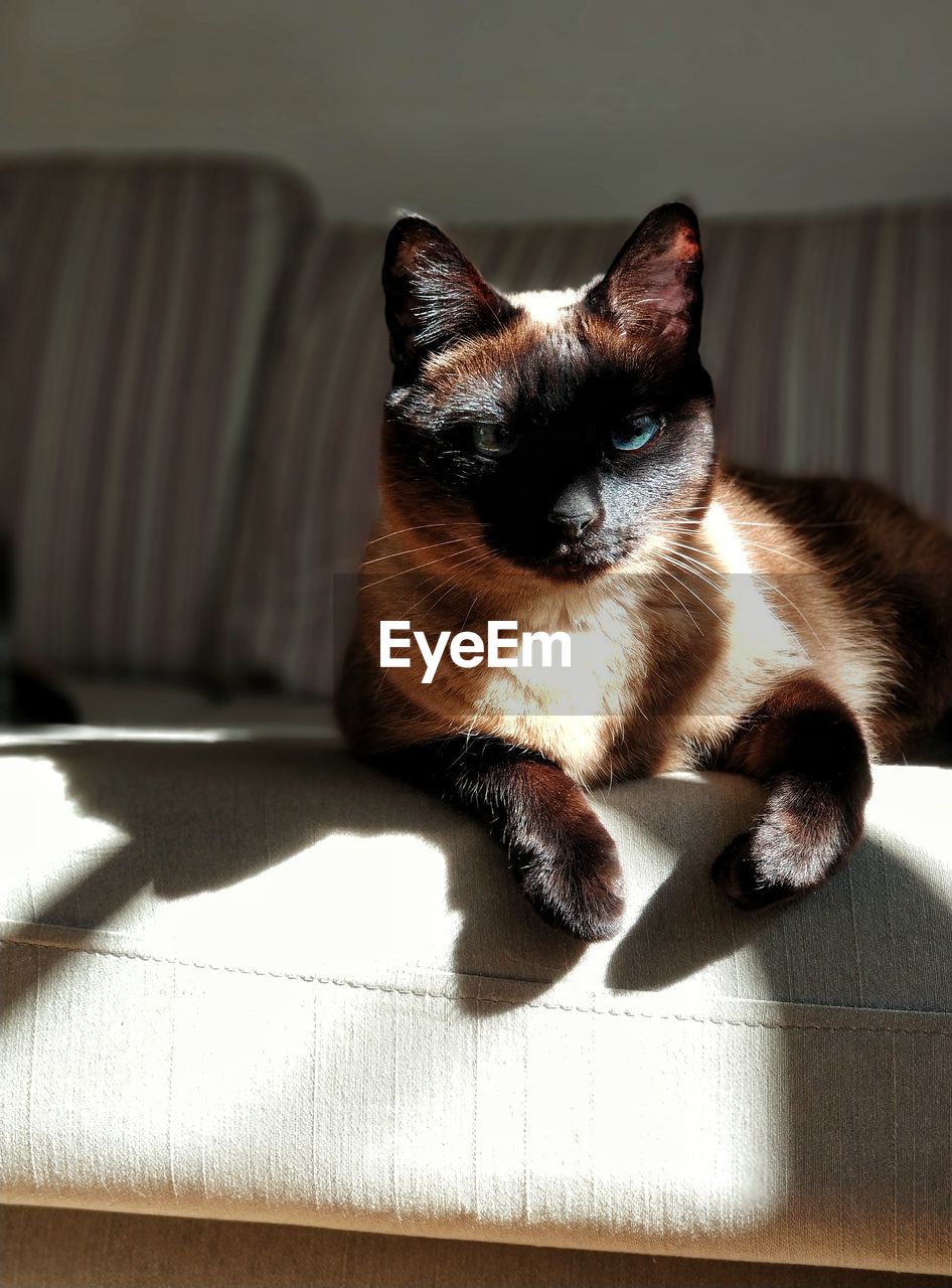 Portrait of cat sitting on sofa at home