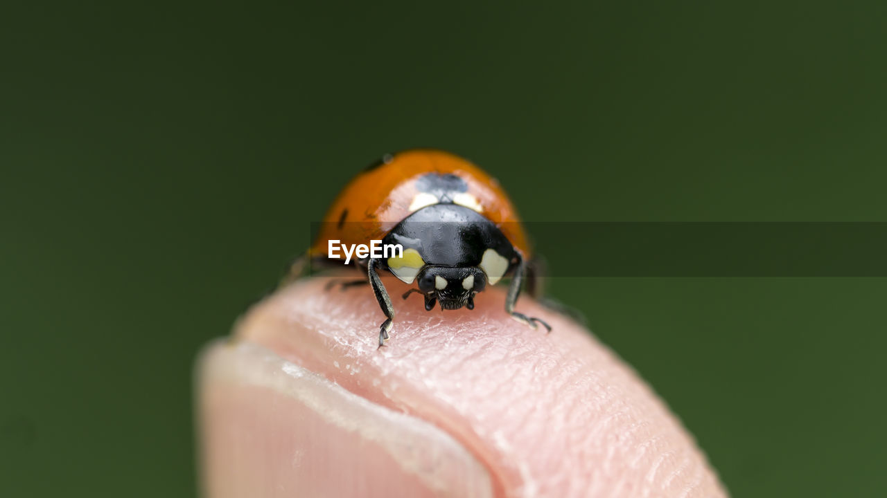 Macro shot of ladybug on finger
