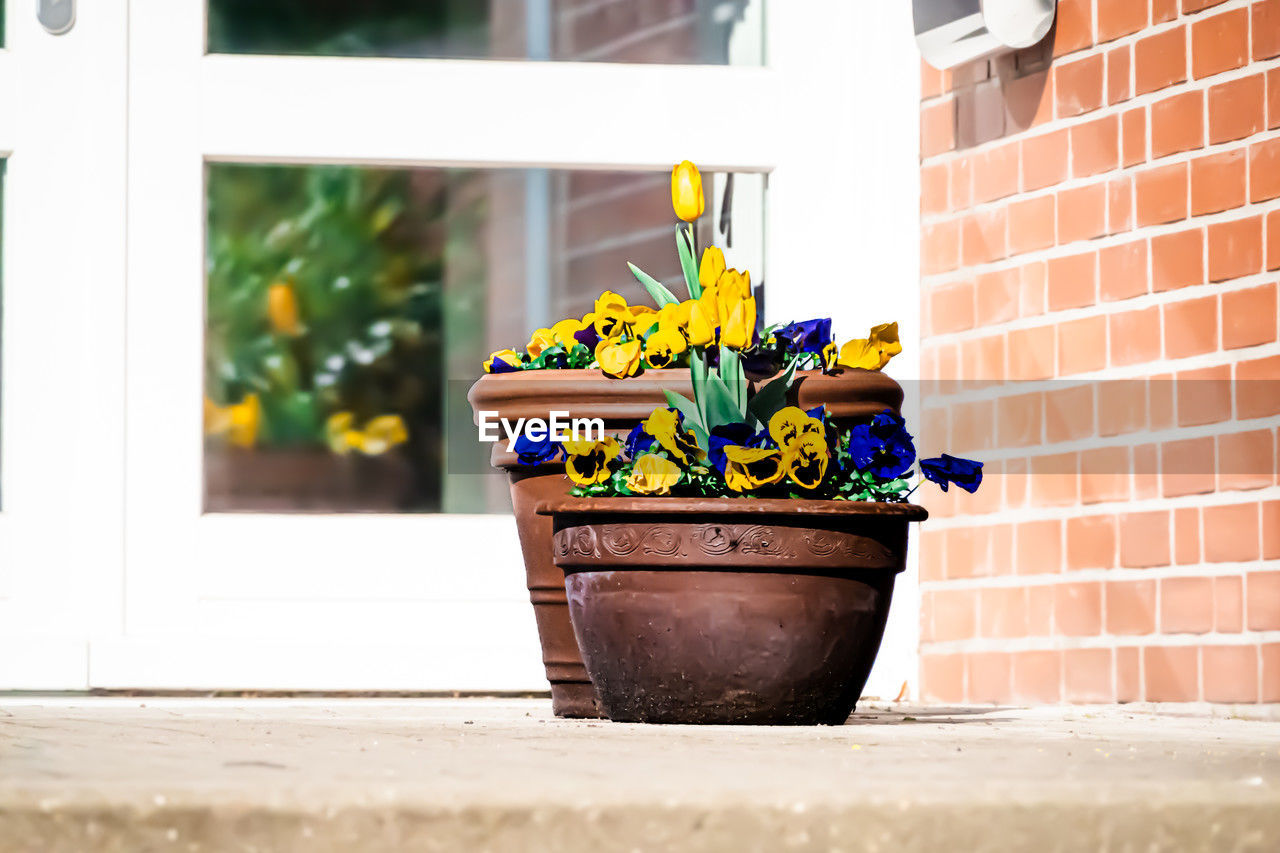 yellow, architecture, potted plant, flowerpot, window, building exterior, plant, nature, flower, brick, flowering plant, built structure, day, brick wall, outdoors, no people, growth, wall, sunlight, building, spring, city, container, wall - building feature, window sill, houseplant