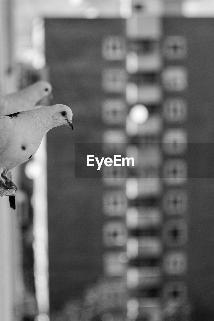 low angle view of bird