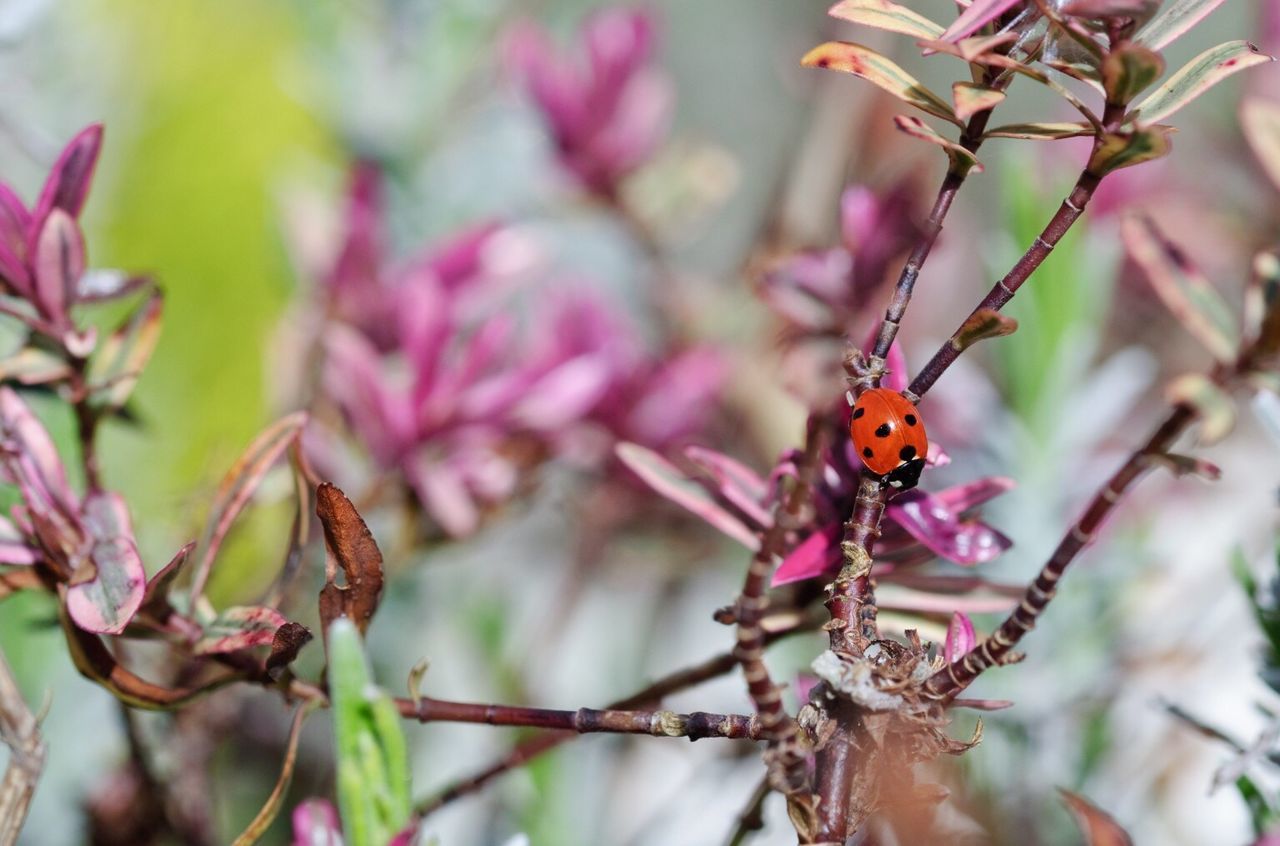 CLOSE-UP OF INSECT POLLINATING ON FLOWER