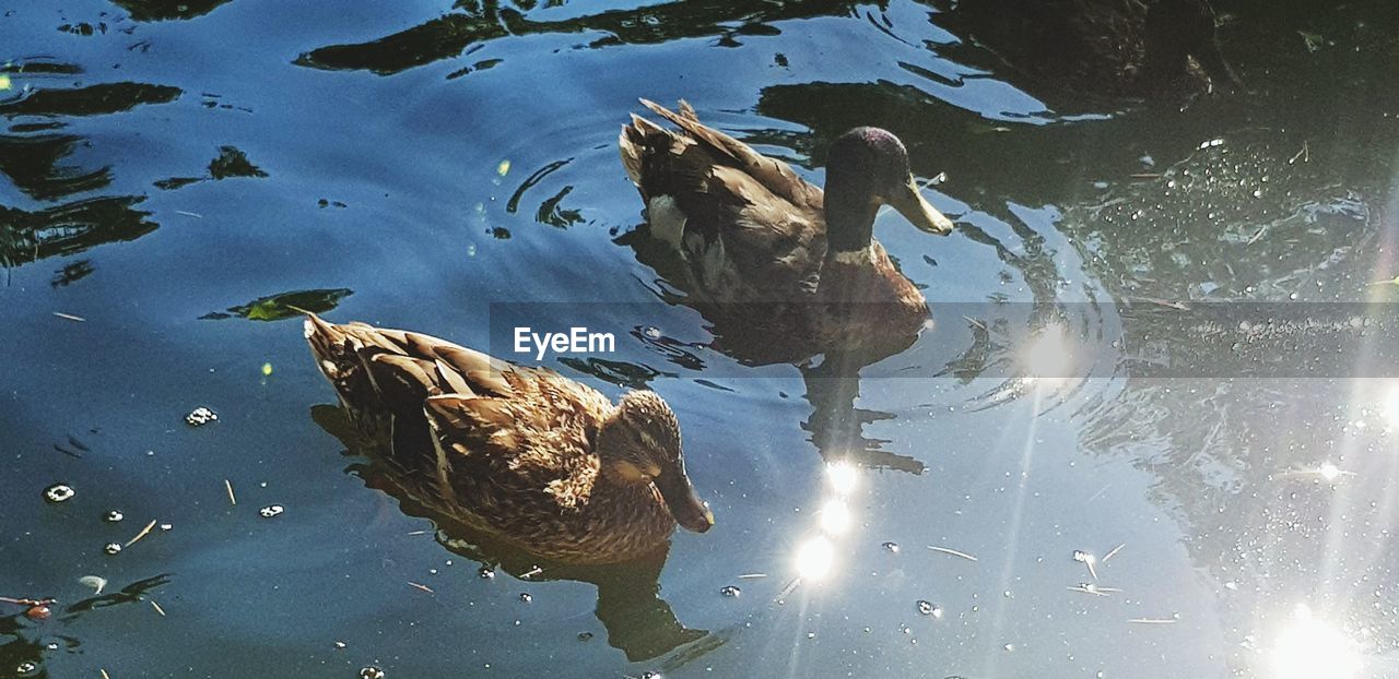 HIGH ANGLE VIEW OF DUCKS SWIMMING ON LAKE