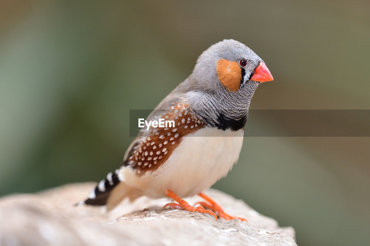 CLOSE-UP OF BIRD PERCHING ON A LEAF