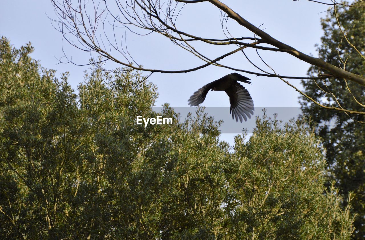 LOW ANGLE VIEW OF BIRD FLYING IN TREE AGAINST SKY